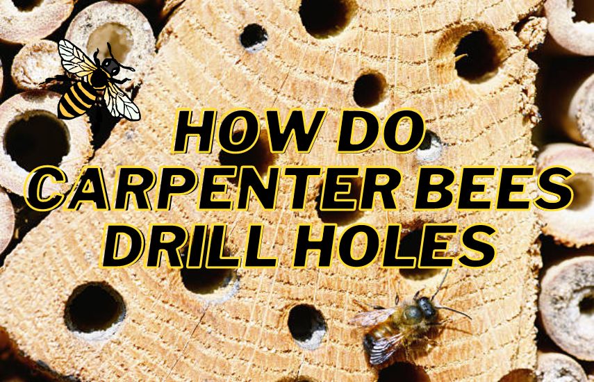 How Do Carpenter Bees Drill Holes